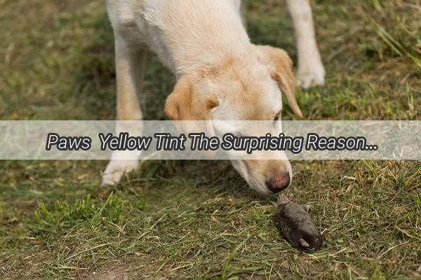 Paws  Yellow Tint The Surprising Reason Behind Your Dogs Golden Footprint